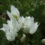 Allium neapolitanum പുഷ്പം