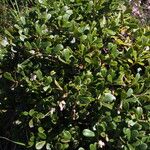 Arctostaphylos uva-ursi 整株植物