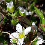 Arenaria ciliata Květ