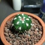 Stenocactus multicostatus Hoja