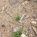 Microchloa kunthii Blüte