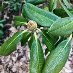 Rhododendron augustinii Frunză