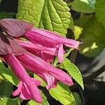 Salvia buchananii 花