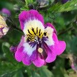 Schizanthus pinnatus ফুল