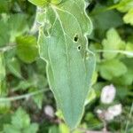 Silene latifolia Liść