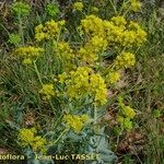 Isatis tinctoria Fleur