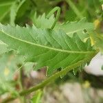 Eruca vesicaria Blatt