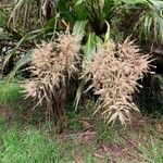 Cordyline mauritiana Flower