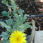 Hertia cheirifolia List