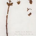 Orobanche gracilis Hábito
