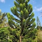 Araucaria luxurians ᱛᱟᱦᱮᱸ