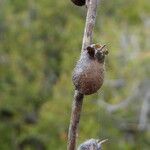 Misopates orontium Fruit