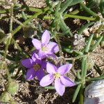Rhodalsine geniculata Kwiat