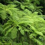 Cyathea arborea Hoja