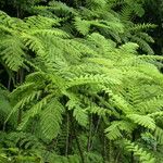 Cyathea arborea Leaf