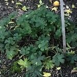 Geranium asphodeloides Leaf