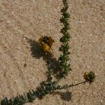 Linaria polygalifolia Buveinė