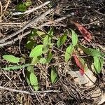 Aetheorhiza bulbosa Leaf