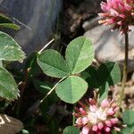 Trifolium thalii পাতা