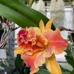 Cattleya wittigiana പുഷ്പം