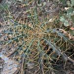 Ptilostemon hispanicus Leaf