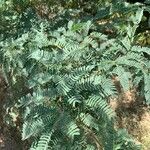 Prosopis juliflora Leaf