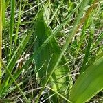 Orchis purpurea Leaf