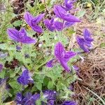 Salvia viridisFlower