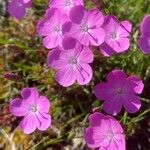 Dianthus pungens Цвят