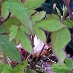 Clematis alpina Likasa