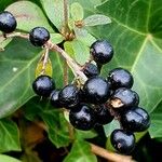 Ligustrum vulgare Fruit