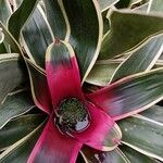 Neoregelia carolinae Листок