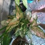 Aglaonema commutatum Liść