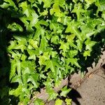 Hedera hibernica Leaf