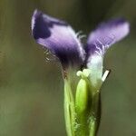 Gentianopsis detonsa Blüte