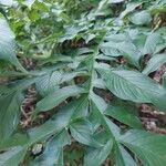 Amorphophallus paeoniifolius Blad