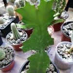 Euphorbia bougheyi Лист