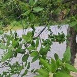 Quercus suber Folla