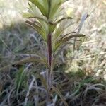 Castilleja indivisa 叶