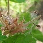 Pelargonium vitifolium 果実
