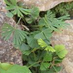 Actiniopteris radiata Leaf