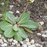 Taraxacum obovatum 整株植物