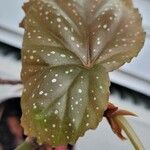 Begonia aconitifolia Blad