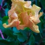 Oenothera glazioviana Flower