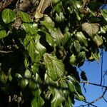 Hedera helix Blad