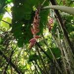 Heliconia vellerigera Flor