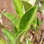 Bonamia spectabilis Blatt
