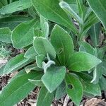 Cyanus triumfettii Leaf