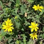 Aspilia mossambicensis Flor