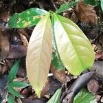Phyllocosmus africanus Leaf